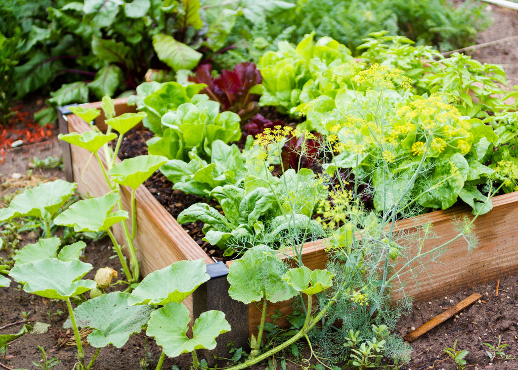 NYC's Community Gardens: Urban Oases Transforming the Concrete Jungle